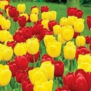 Meet your Posher, Vivian